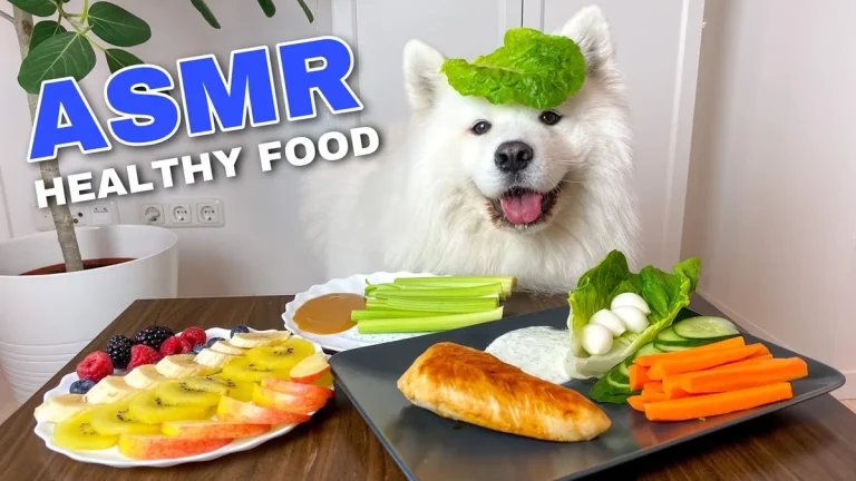60lb dog eating healthy