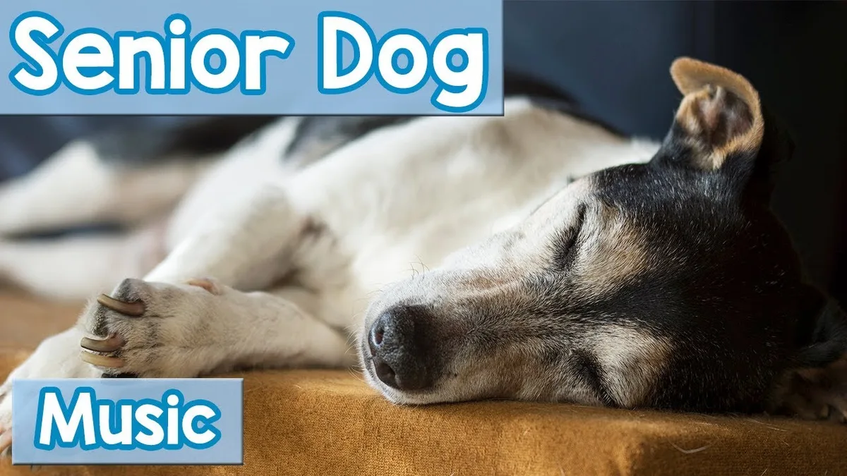 Active Senior Dogs