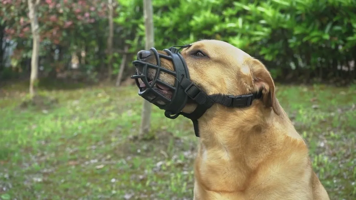 basket muzzle on dog