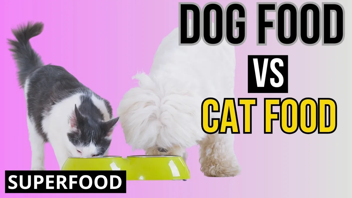 can dog food kill cats