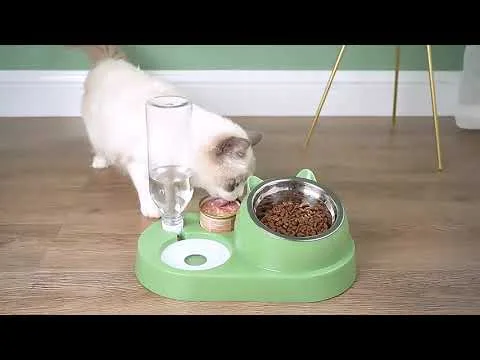 cat eating dog food problem