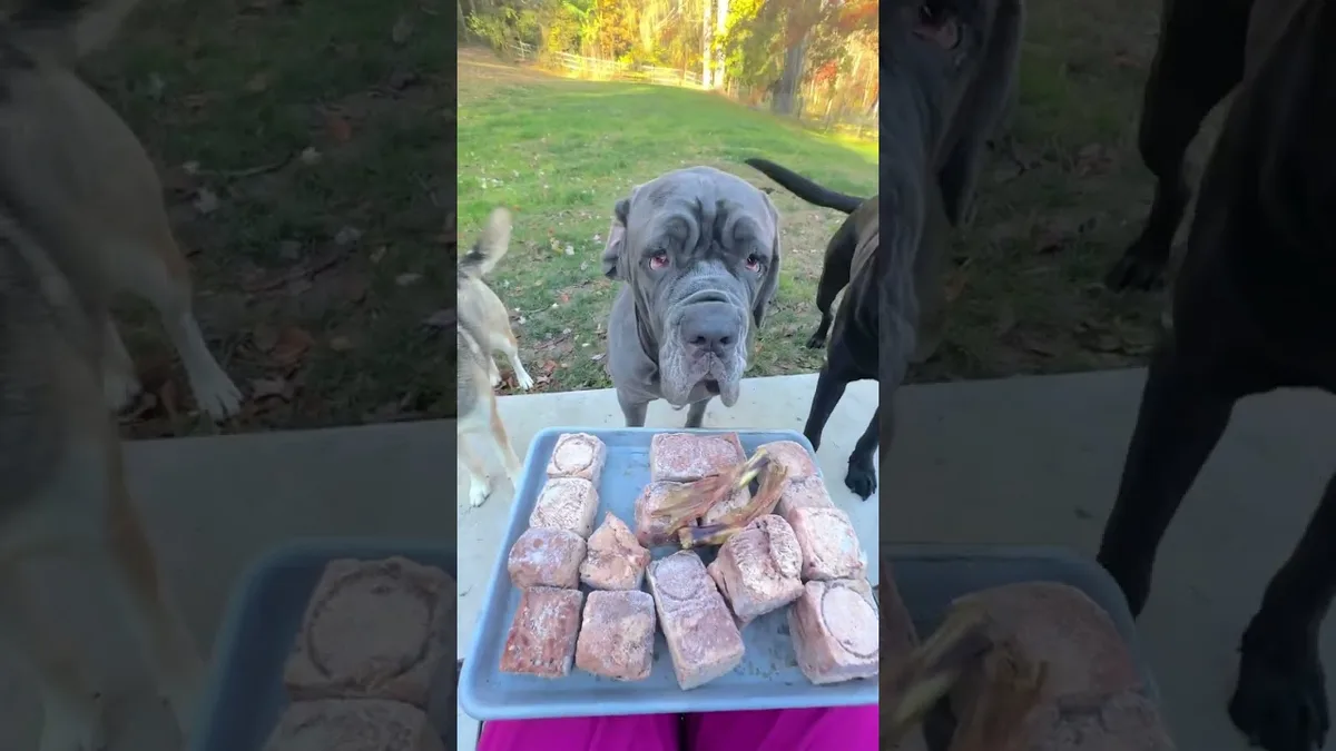 commercial raw dog food