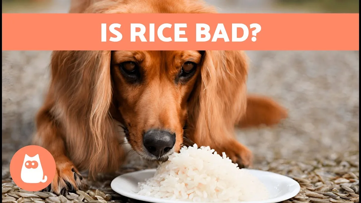 cooked rice for dogs