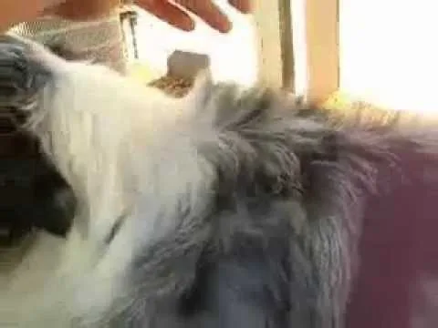 dehydration check in dogs
