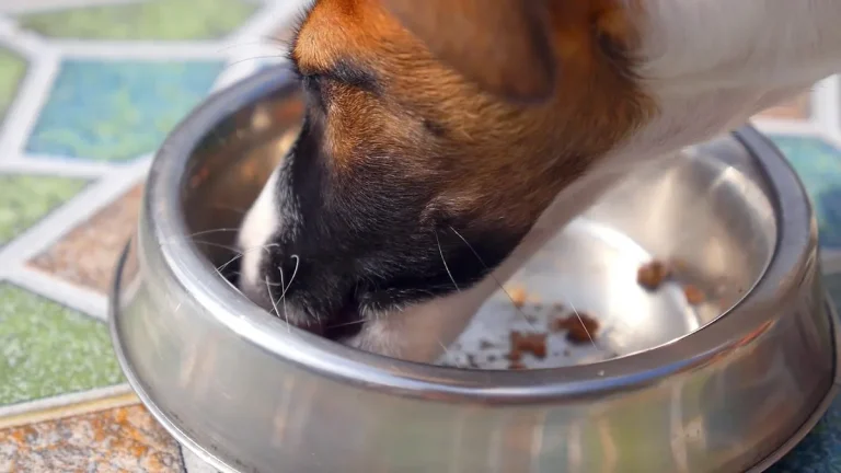 do dogs like dog food