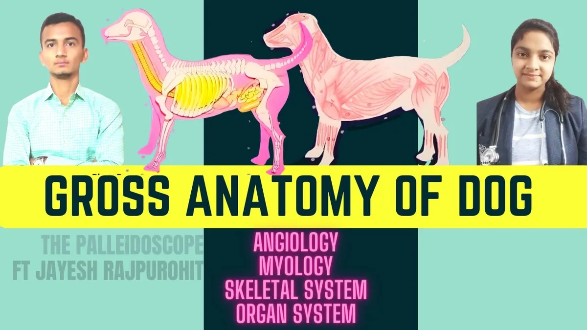 dog aging physiology changes