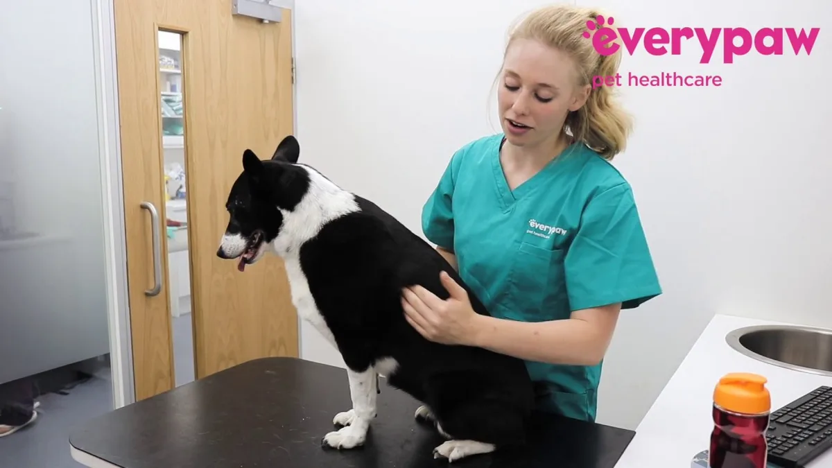 dog body condition score chart