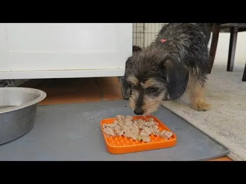 dog body language eating