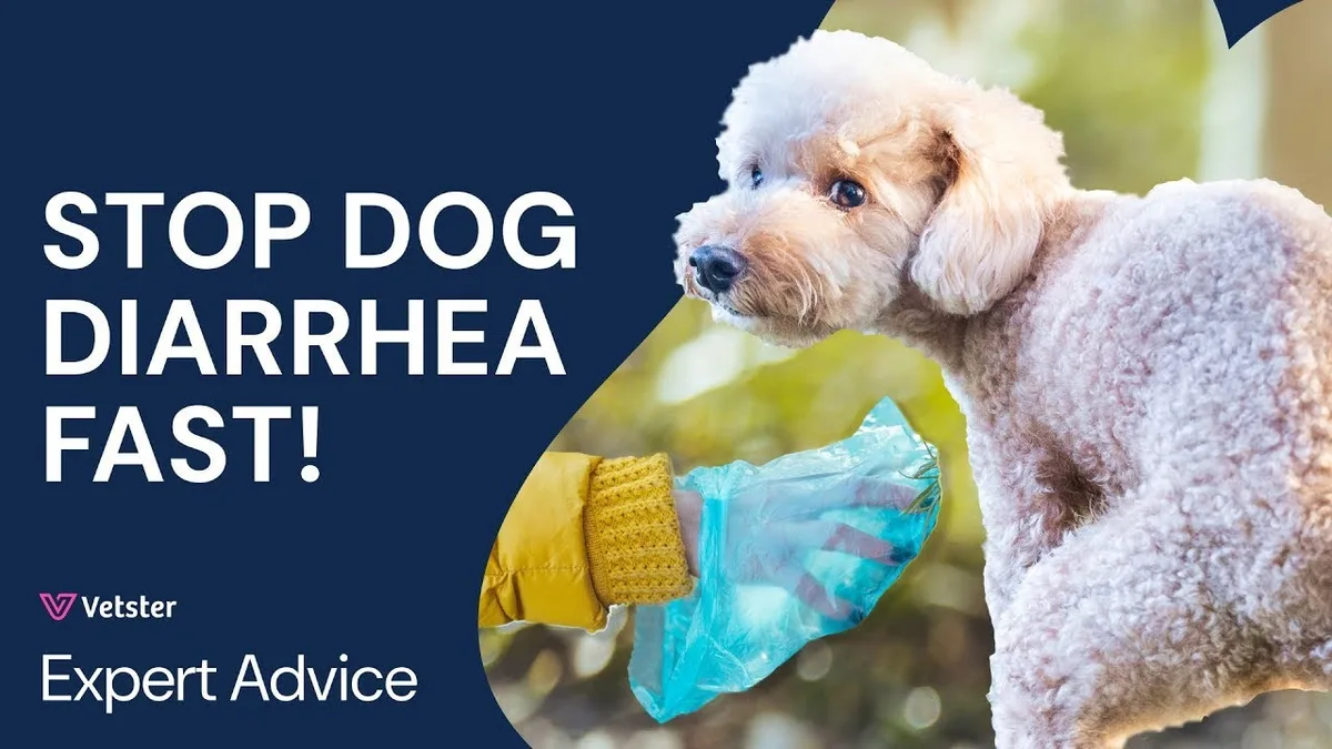 dog diarrhea