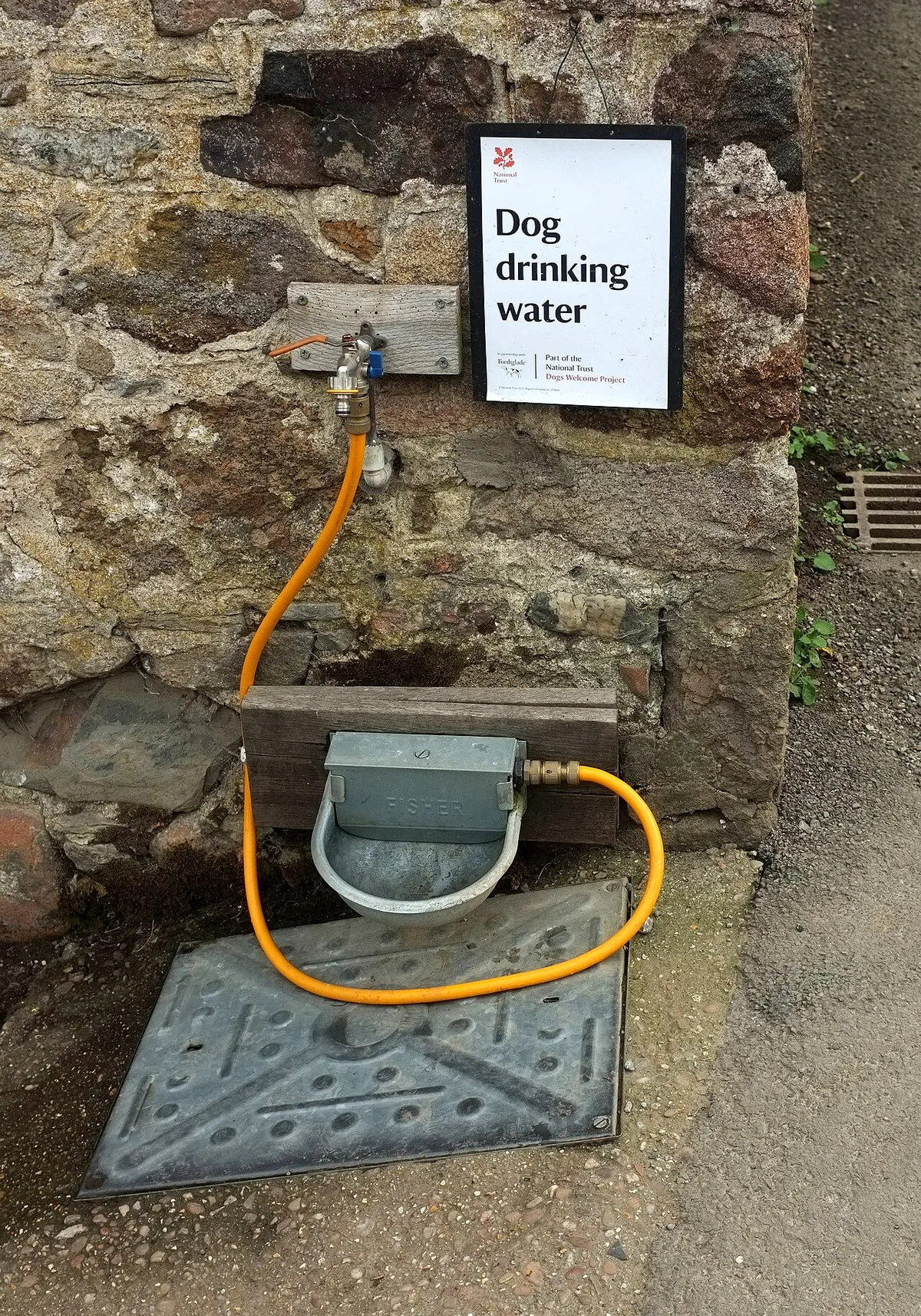 dog drinking water