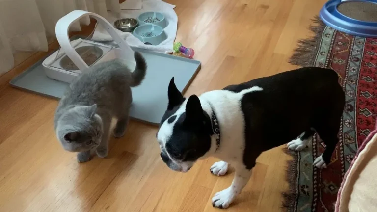dog eating cat food from bowl on floor