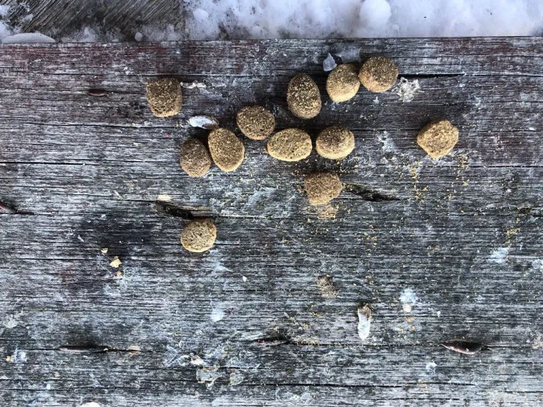 dog eating food