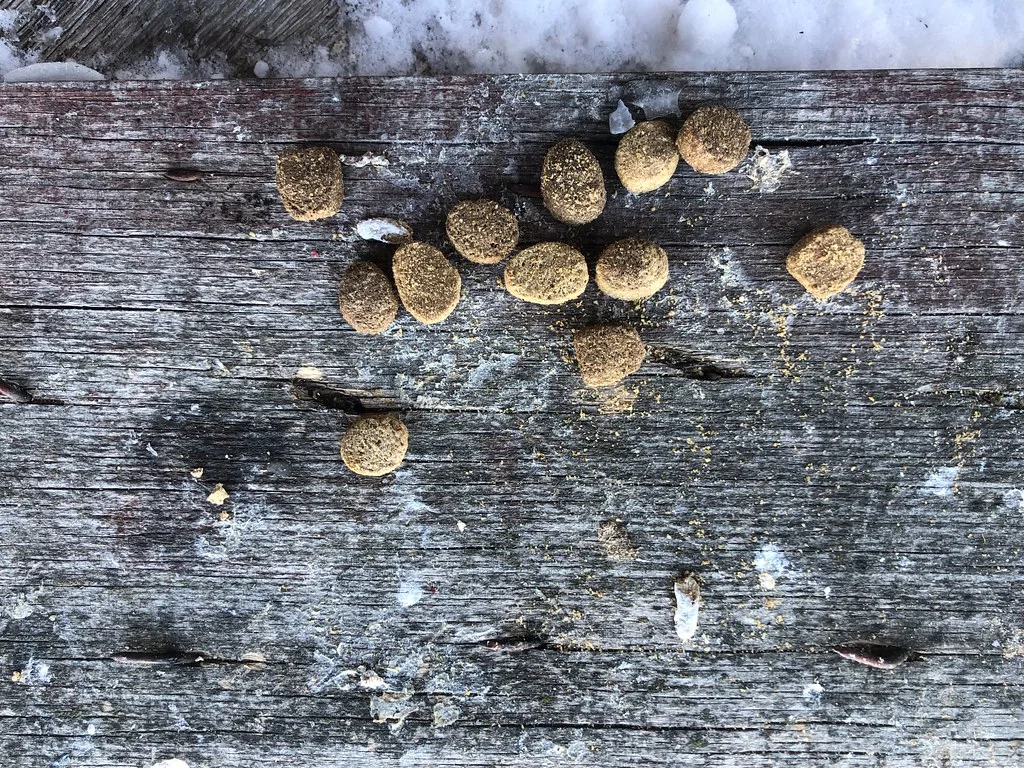 dog eating food