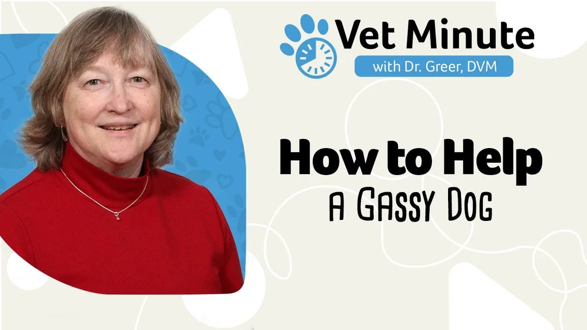 dog with digestive upset