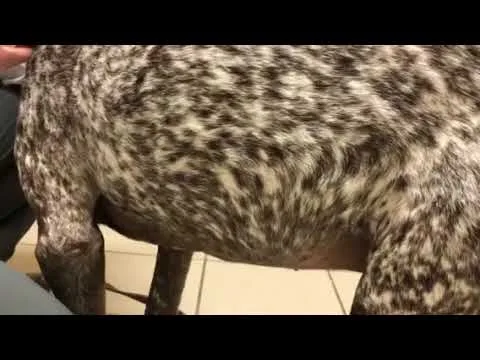 dog with pancreatitis