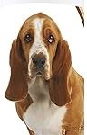 Healthy Breeds Basset Hound Oatmeal Shampoo