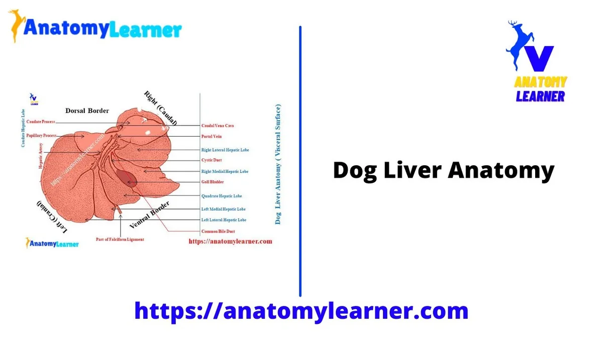 hepatic lipidosis dog