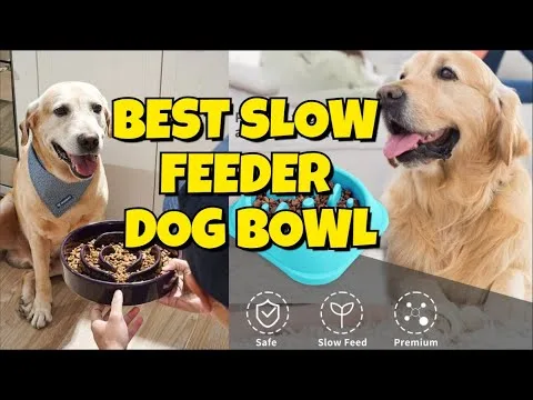 how long a dog can survive without food
