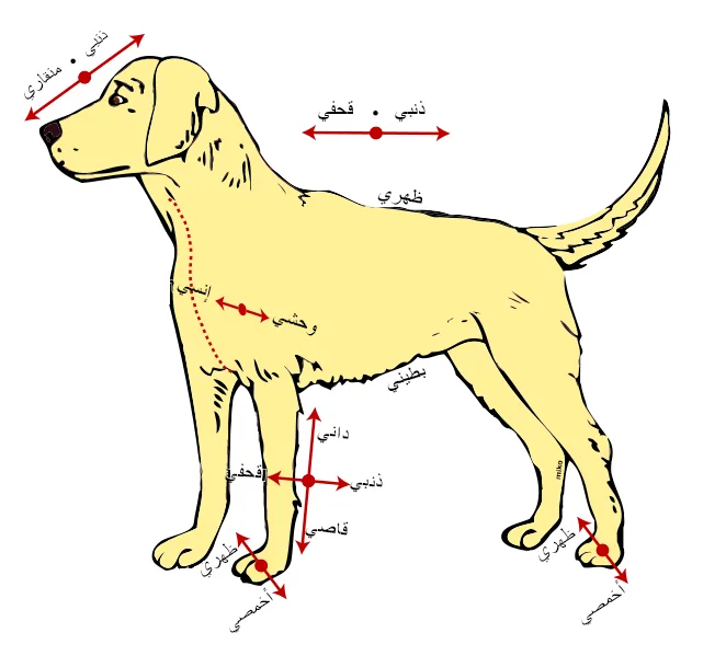 How to Deal With Food Aggression in Dogs
