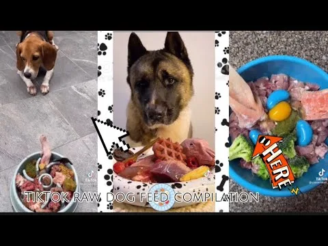 how to transition dog to raw food