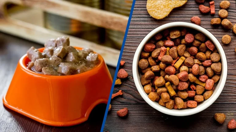is dry food or wet food better for dogs
