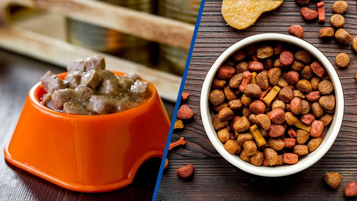is dry food or wet food better for dogs