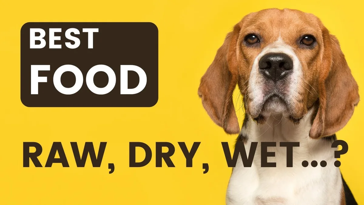 kibble vs wet dog food
