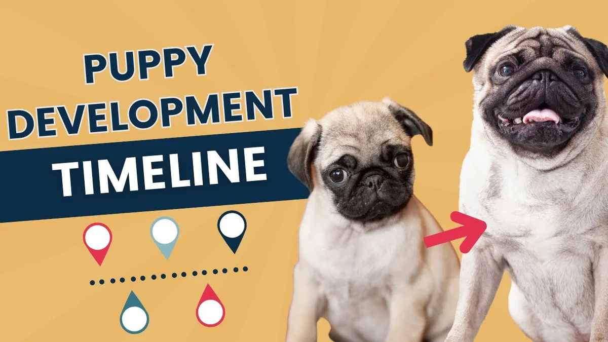 large breed puppy growth