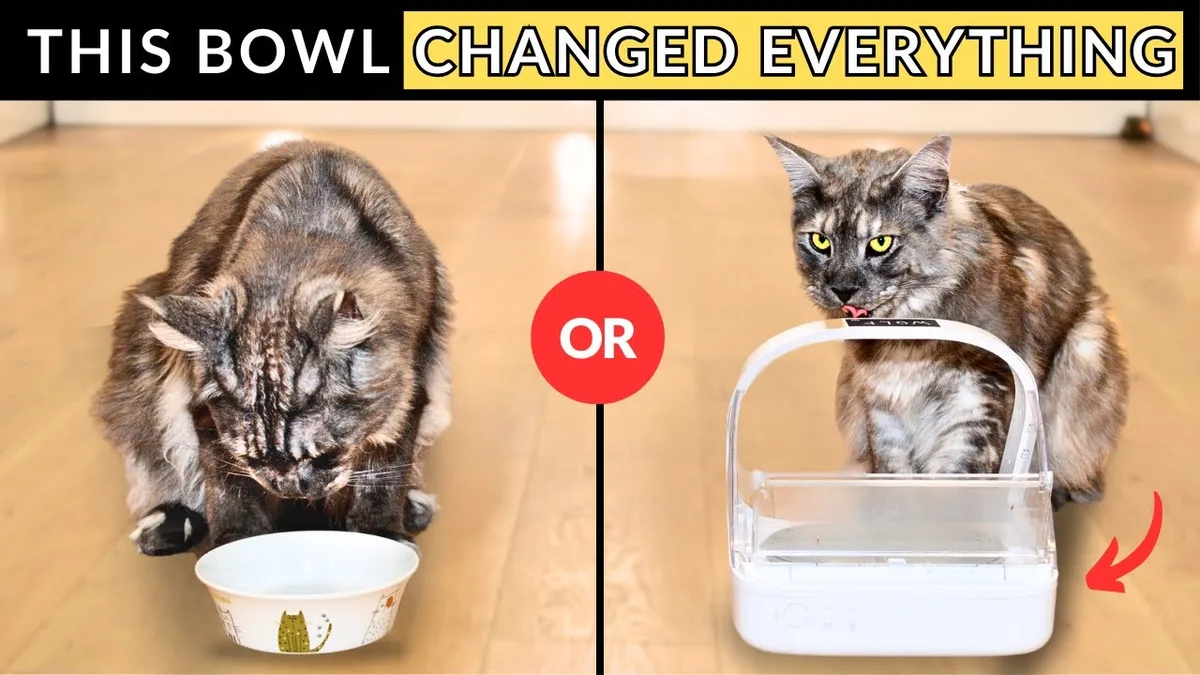 microchip activated cat feeder
