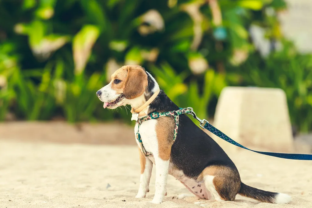 Pet Fresh benefits