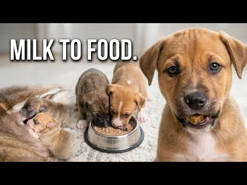 puppy food transition gruel to dry