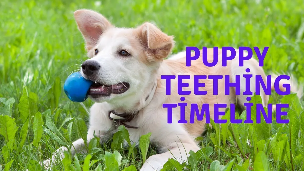 puppy teeth eruption timeline