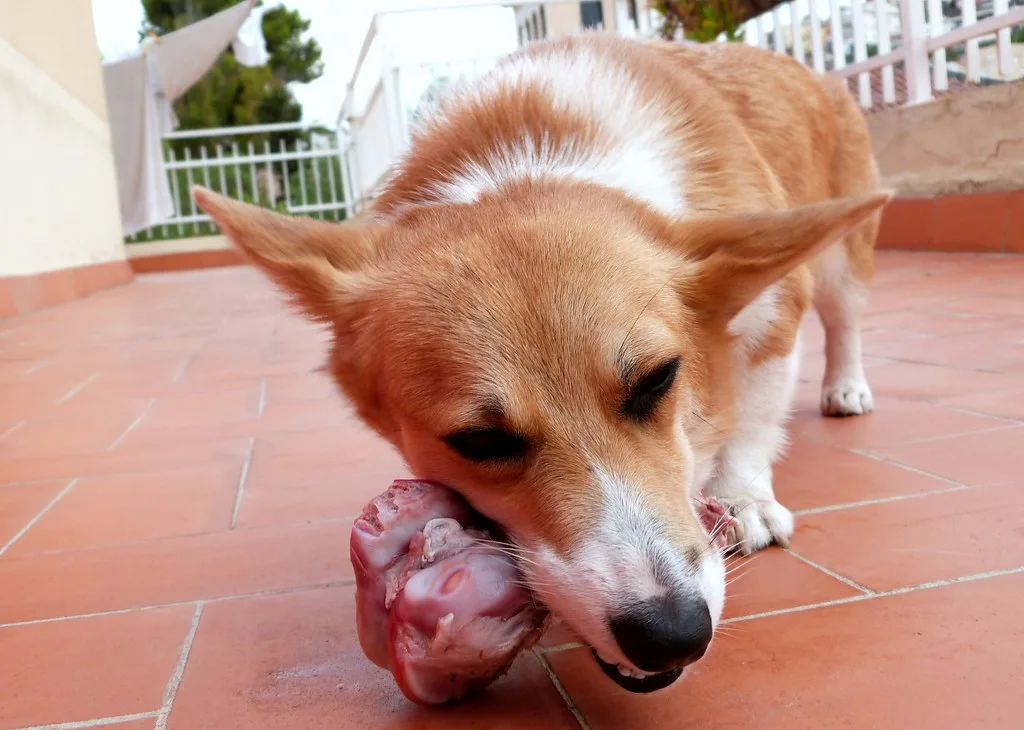 raw meaty bones for dogs