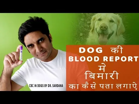 senior dog blood panel results chart