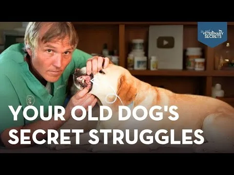 senior dog eating