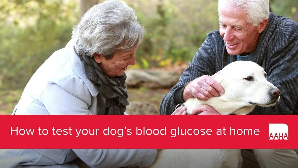 senior dog kidney health phosphorus