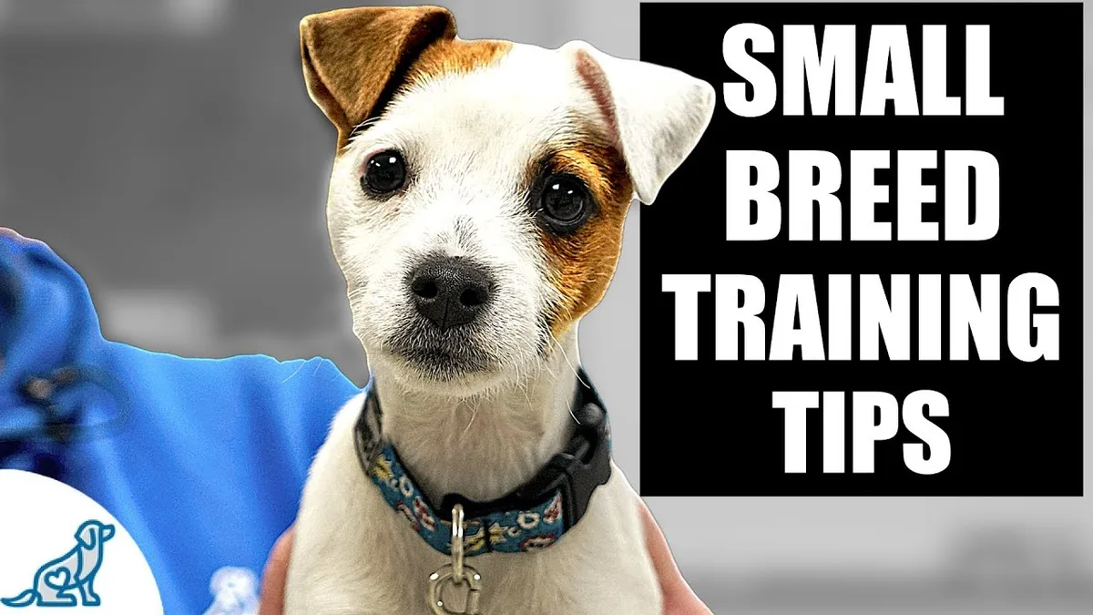 small puppy fasting risk