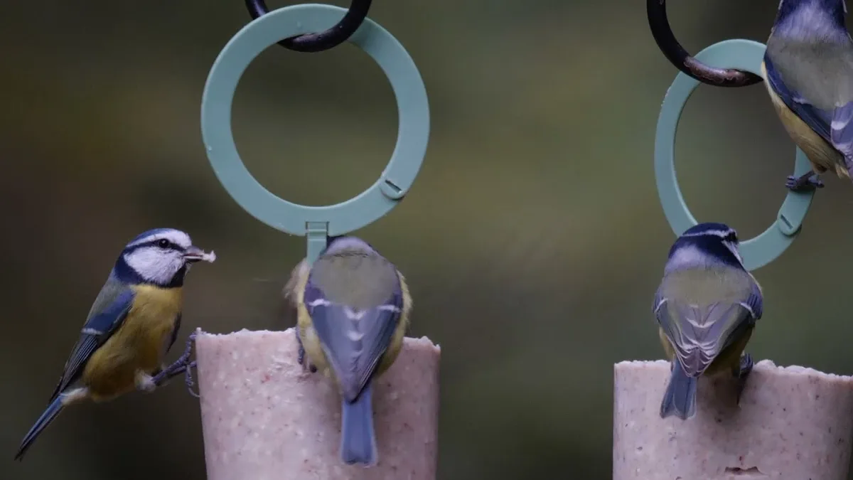 suet block bird food