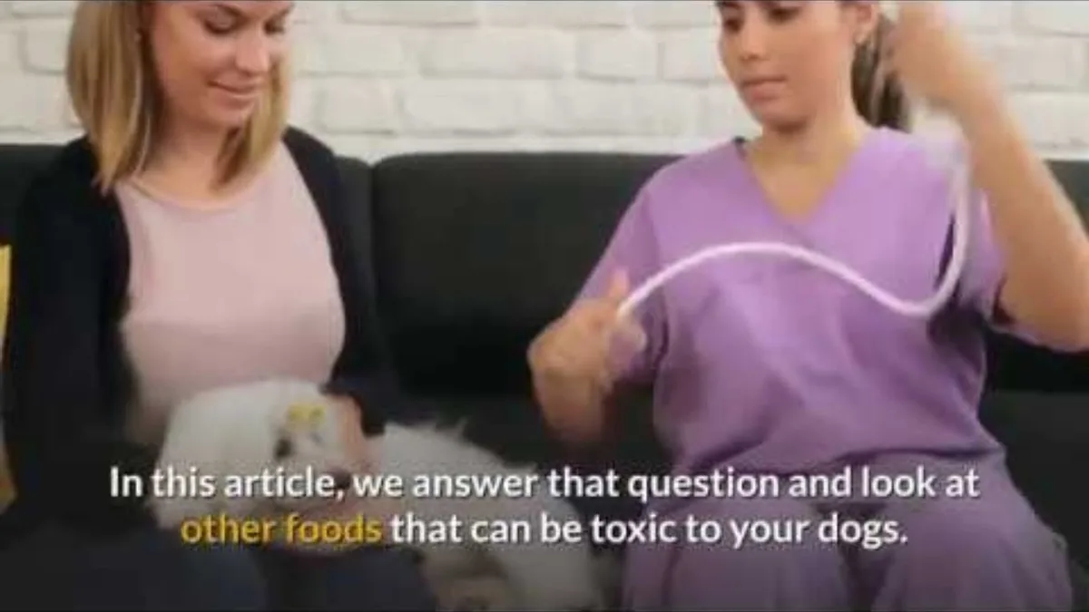 toxic foods for dogs