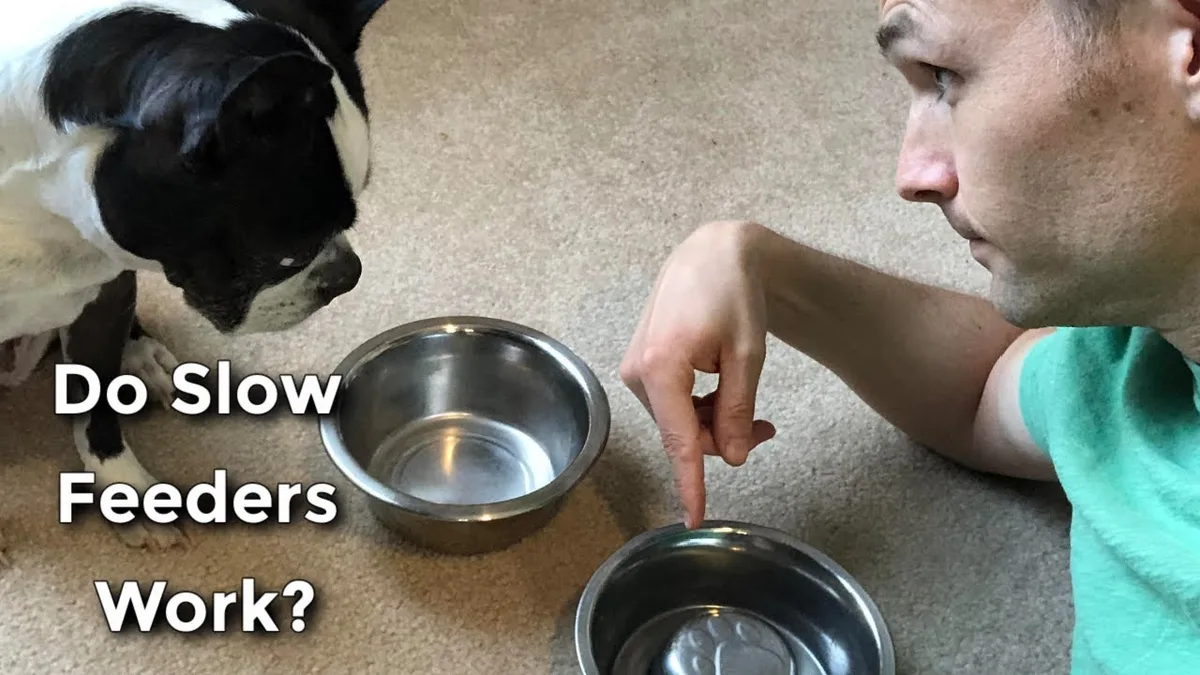 transitioning dog food