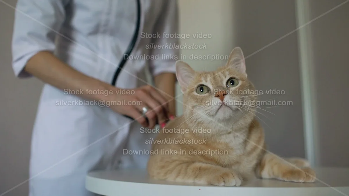veterinarian examining cat health check
