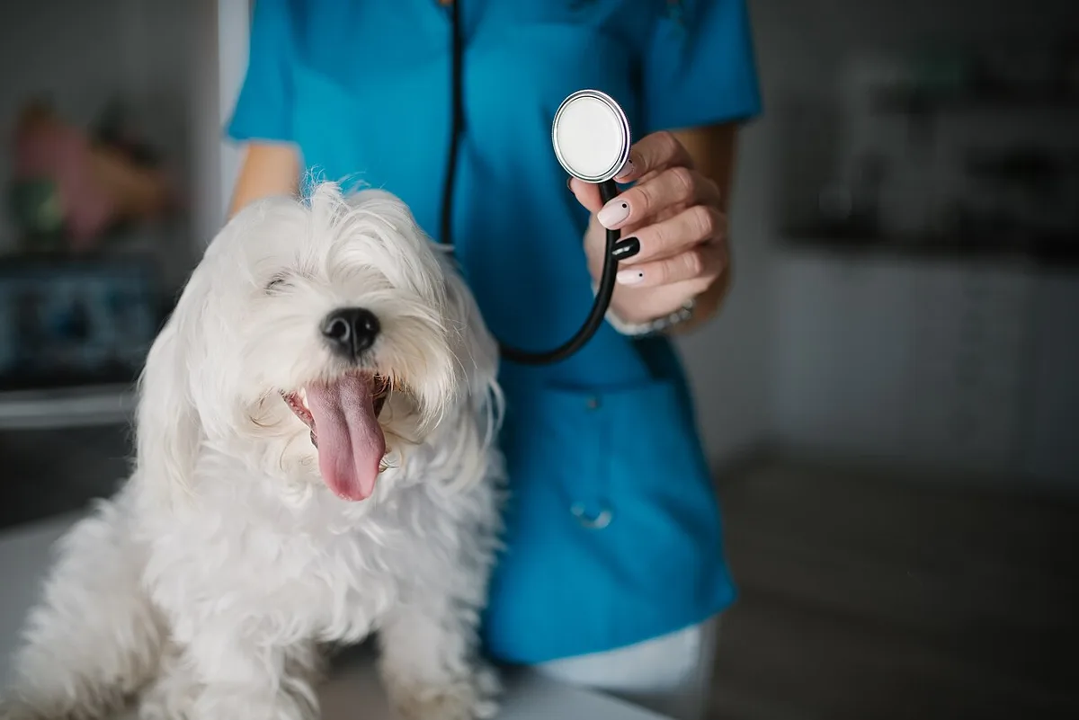 veterinary examination for appetite loss