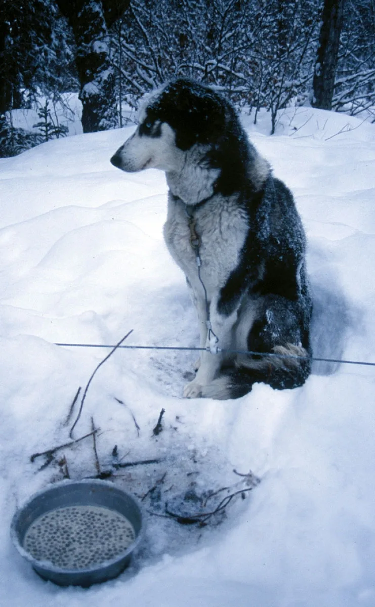 what dog food has the highest protein