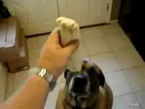 what food can i give my dog to gain weight