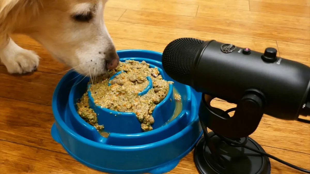 when can i feed my puppy dry dog food