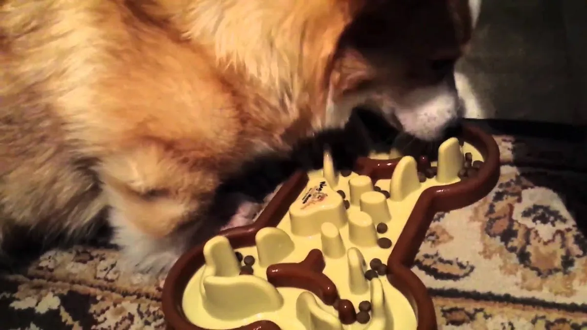 when to switch to senior dog food
