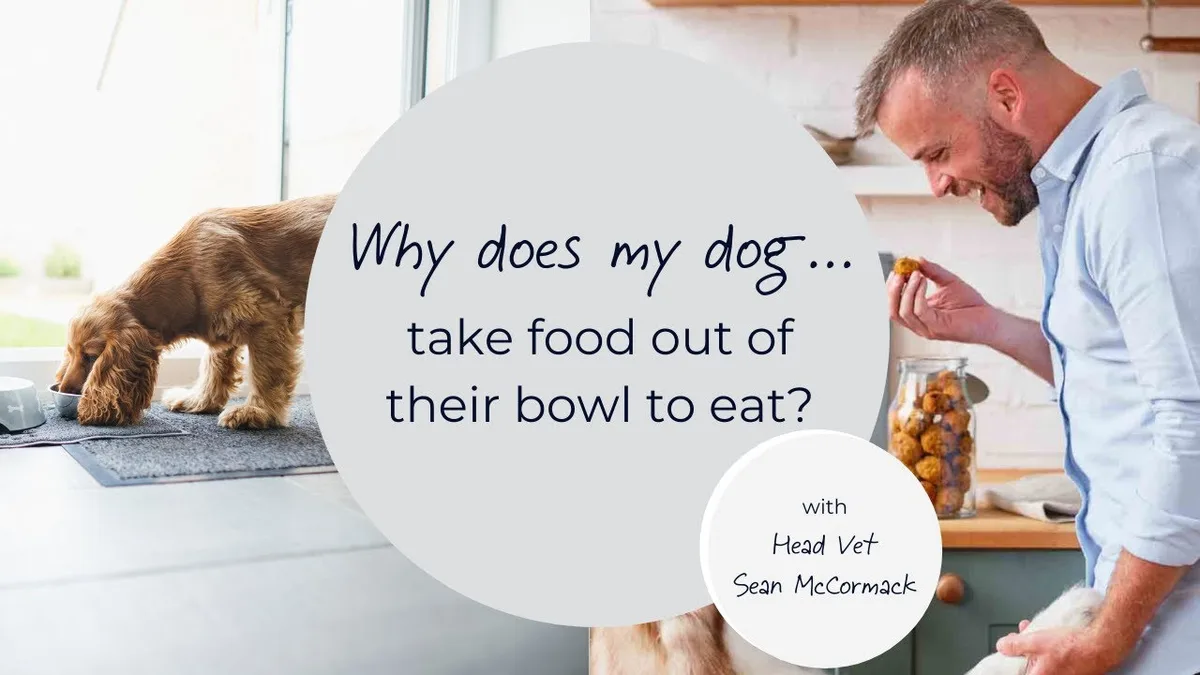why won't my dog eat food