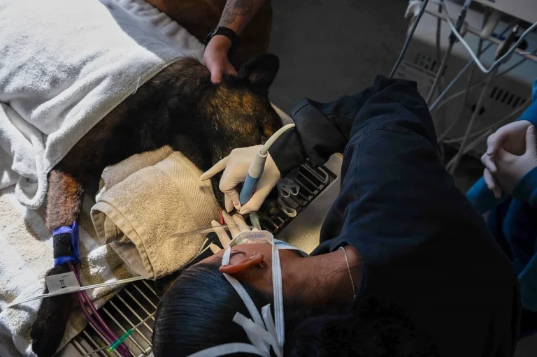 dental disease in dogs