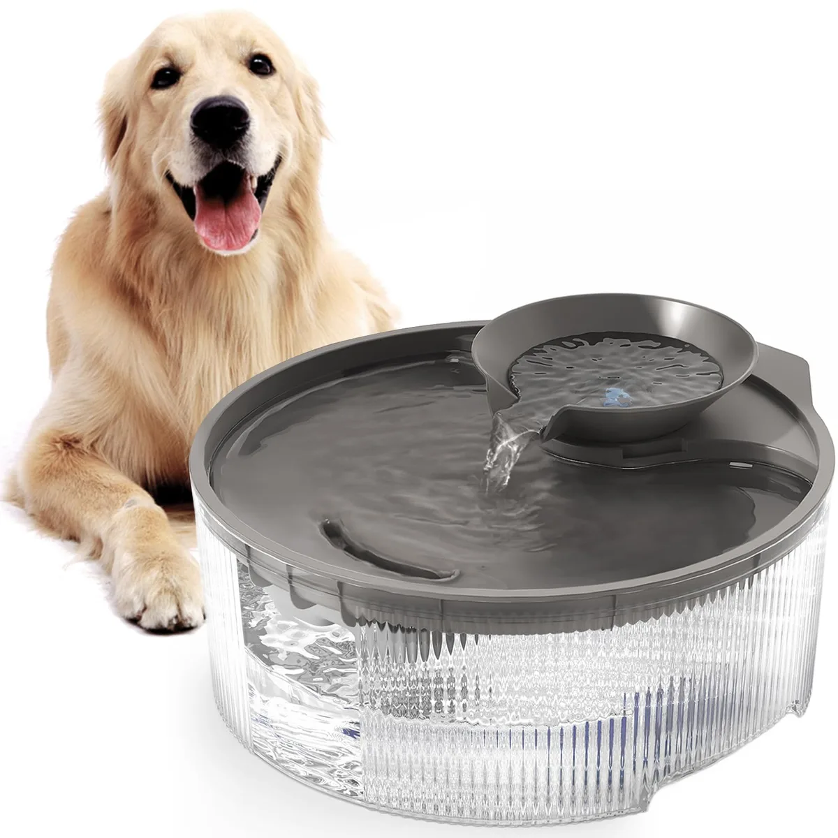 how long to withhold food after dog vomits