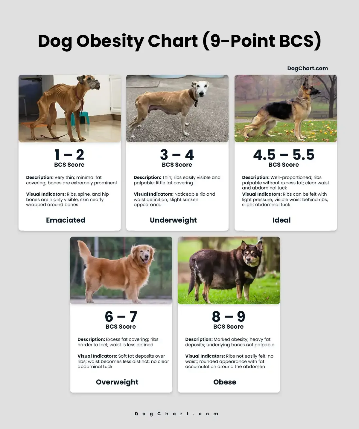 body condition score